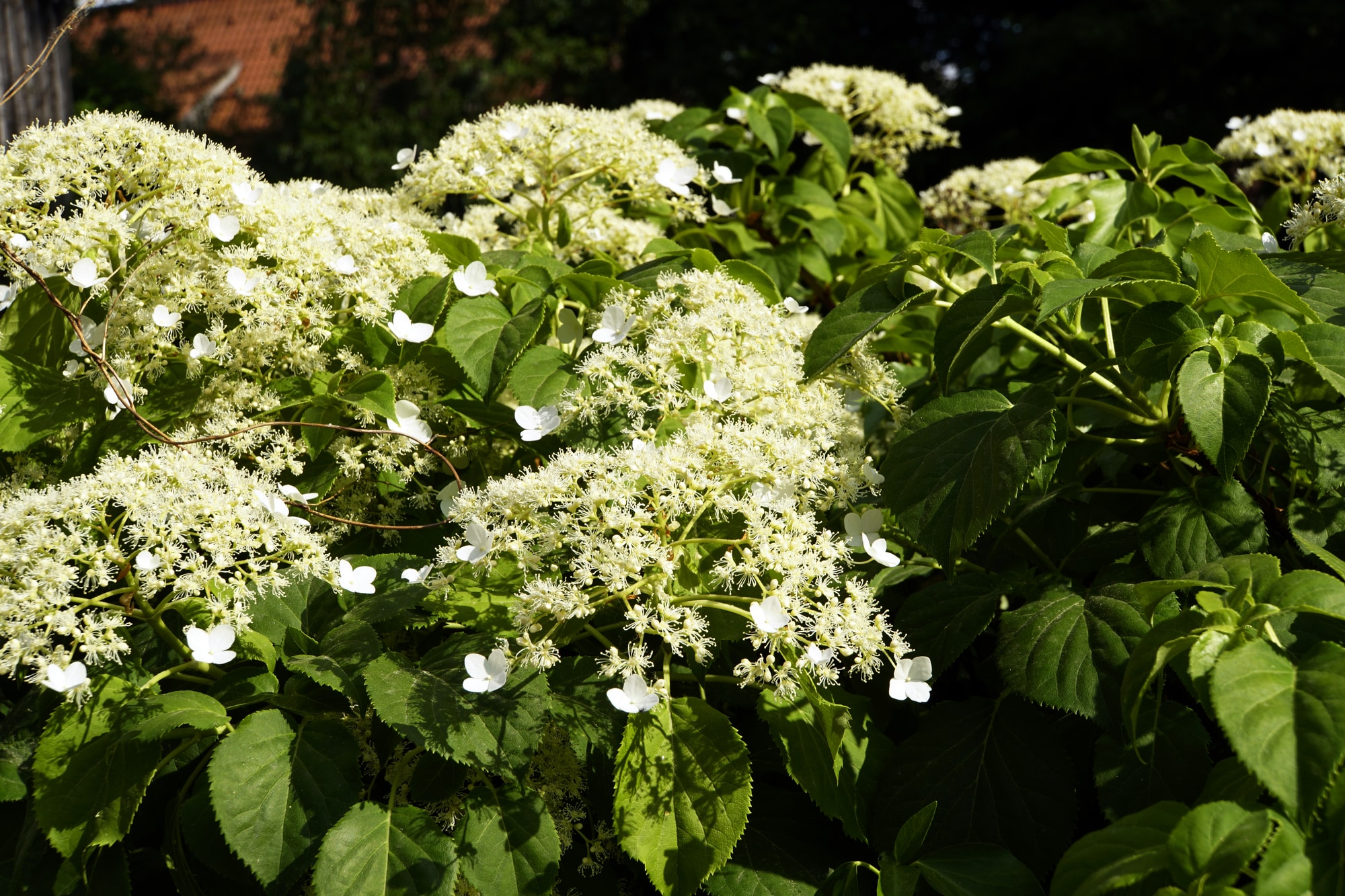 Climbing Hydrangea