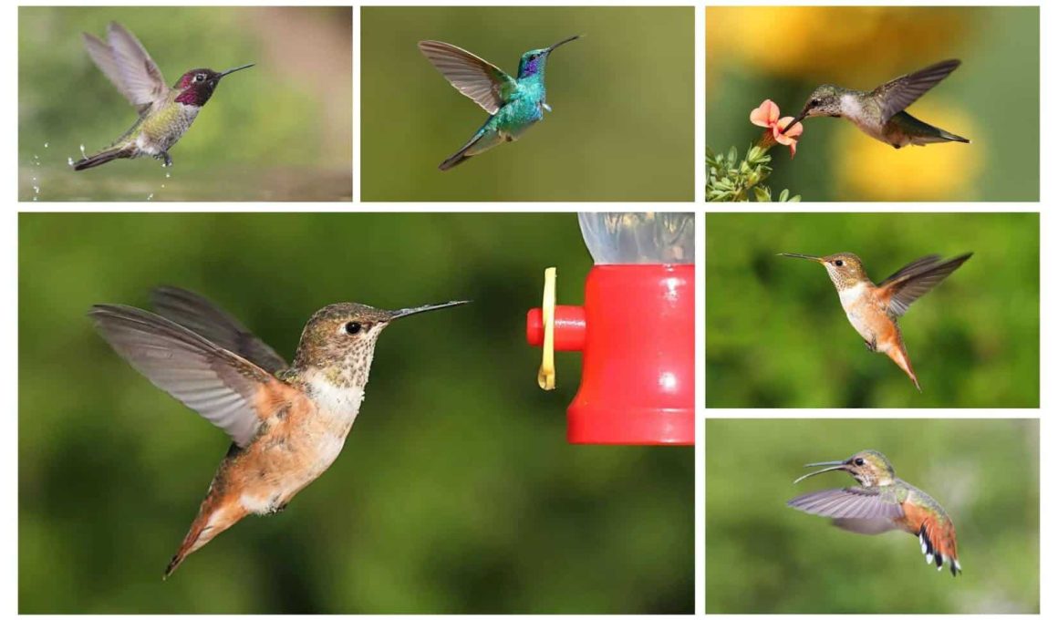 Different Types of Hummingbirds