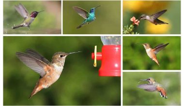 Different Types of Hummingbirds