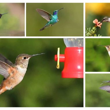 Different Types of Hummingbirds