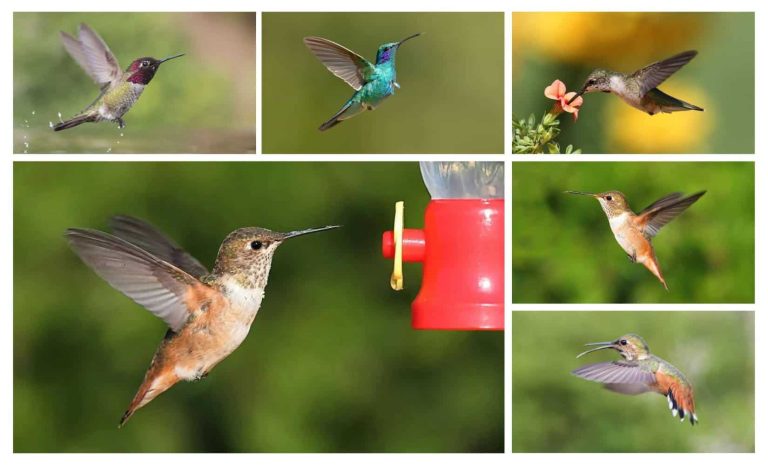 Different Types of Hummingbirds