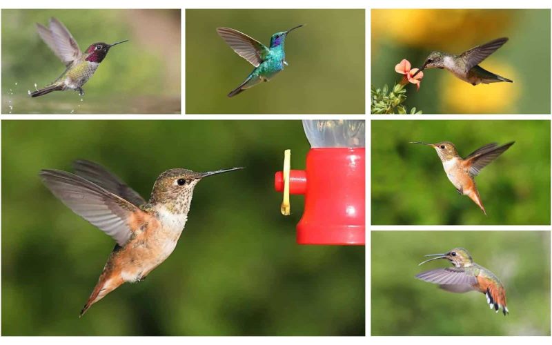 Different Types of Hummingbirds