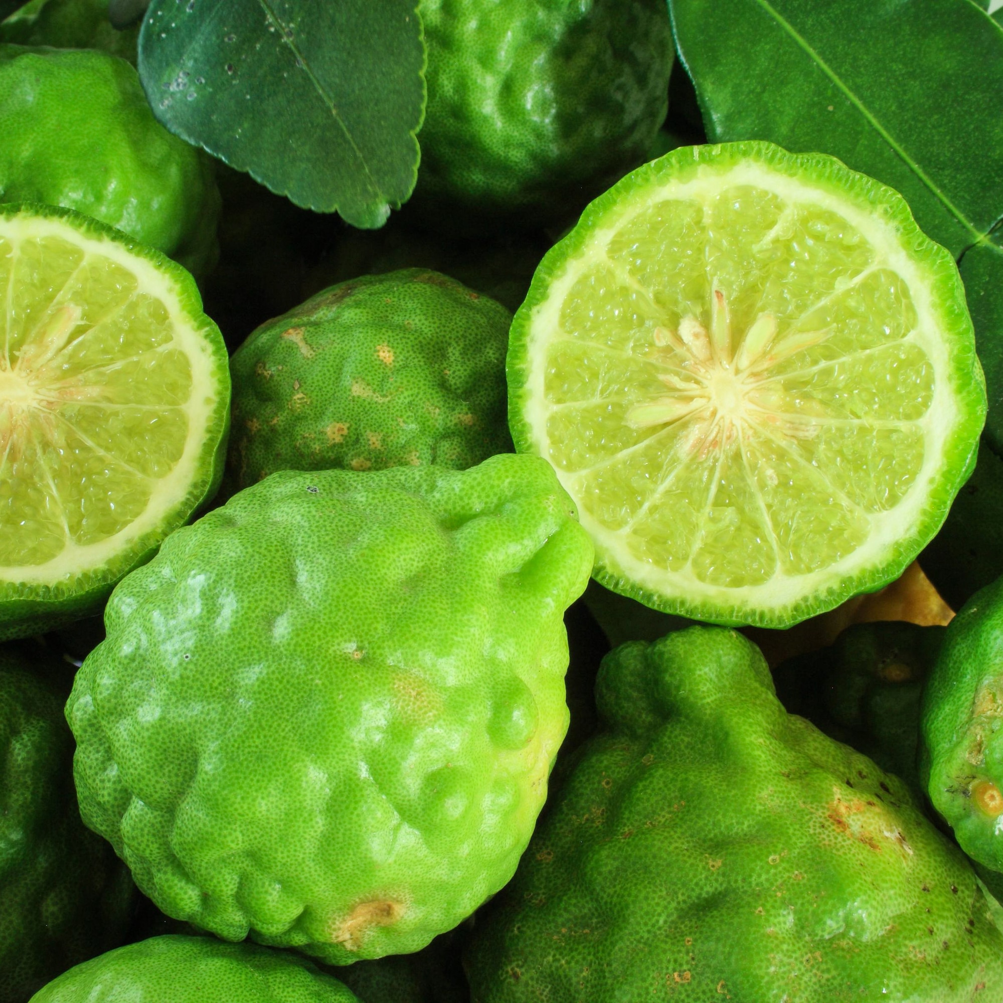 Kaffir Limes