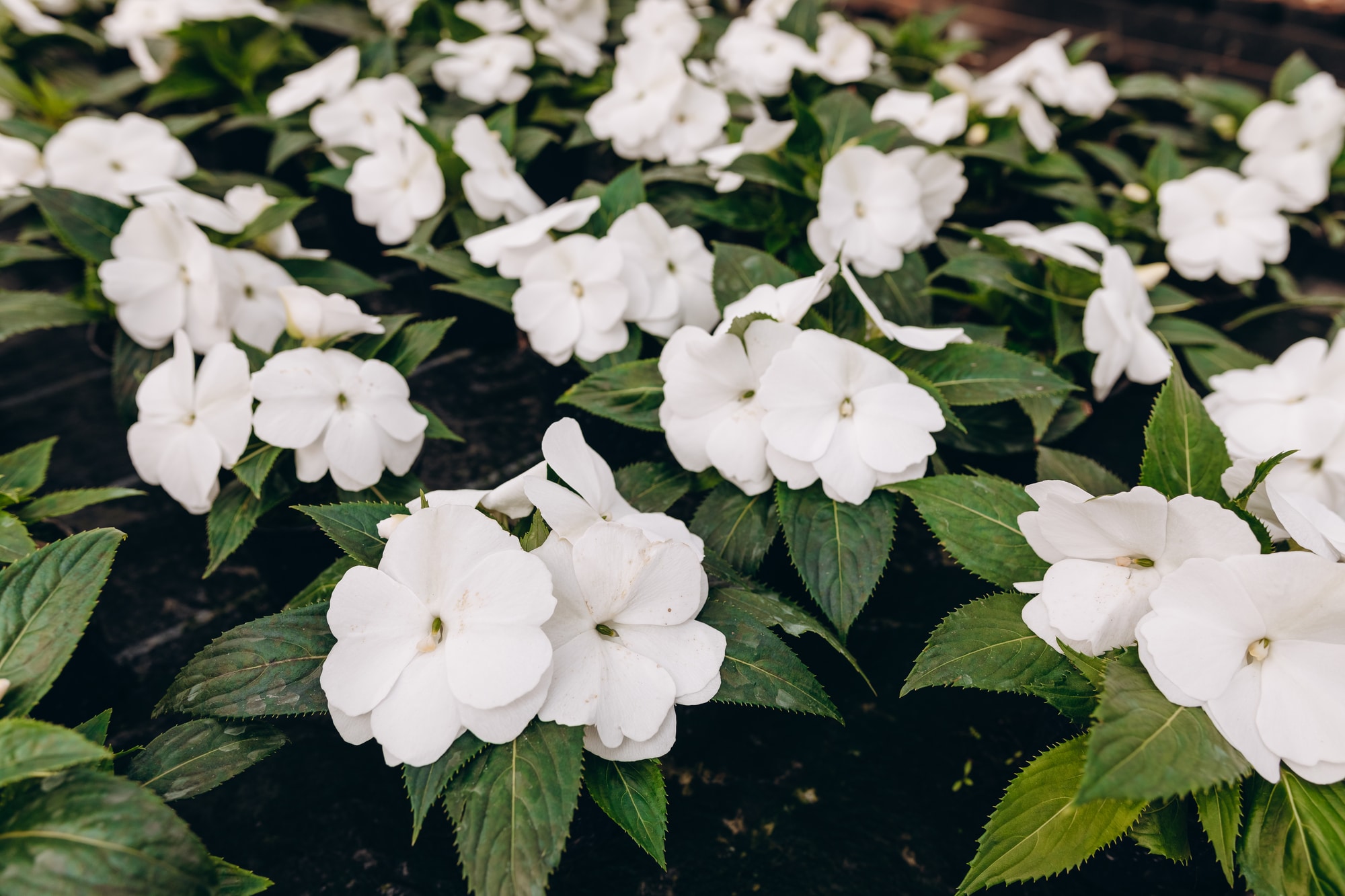 Madagascar Jasmine