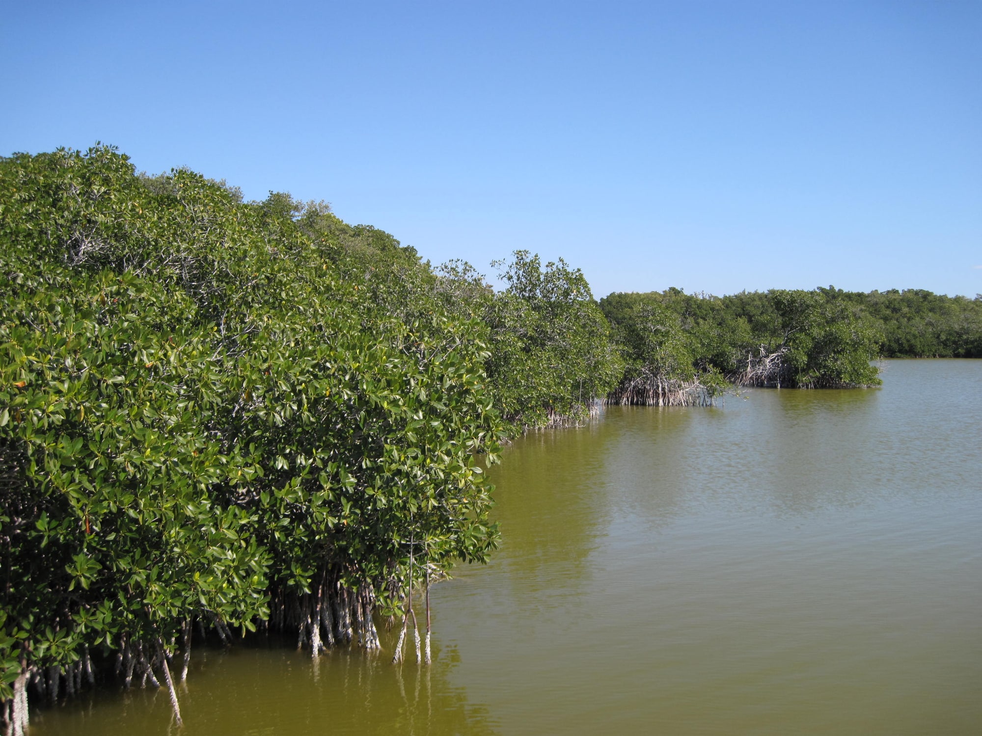 Mangrove