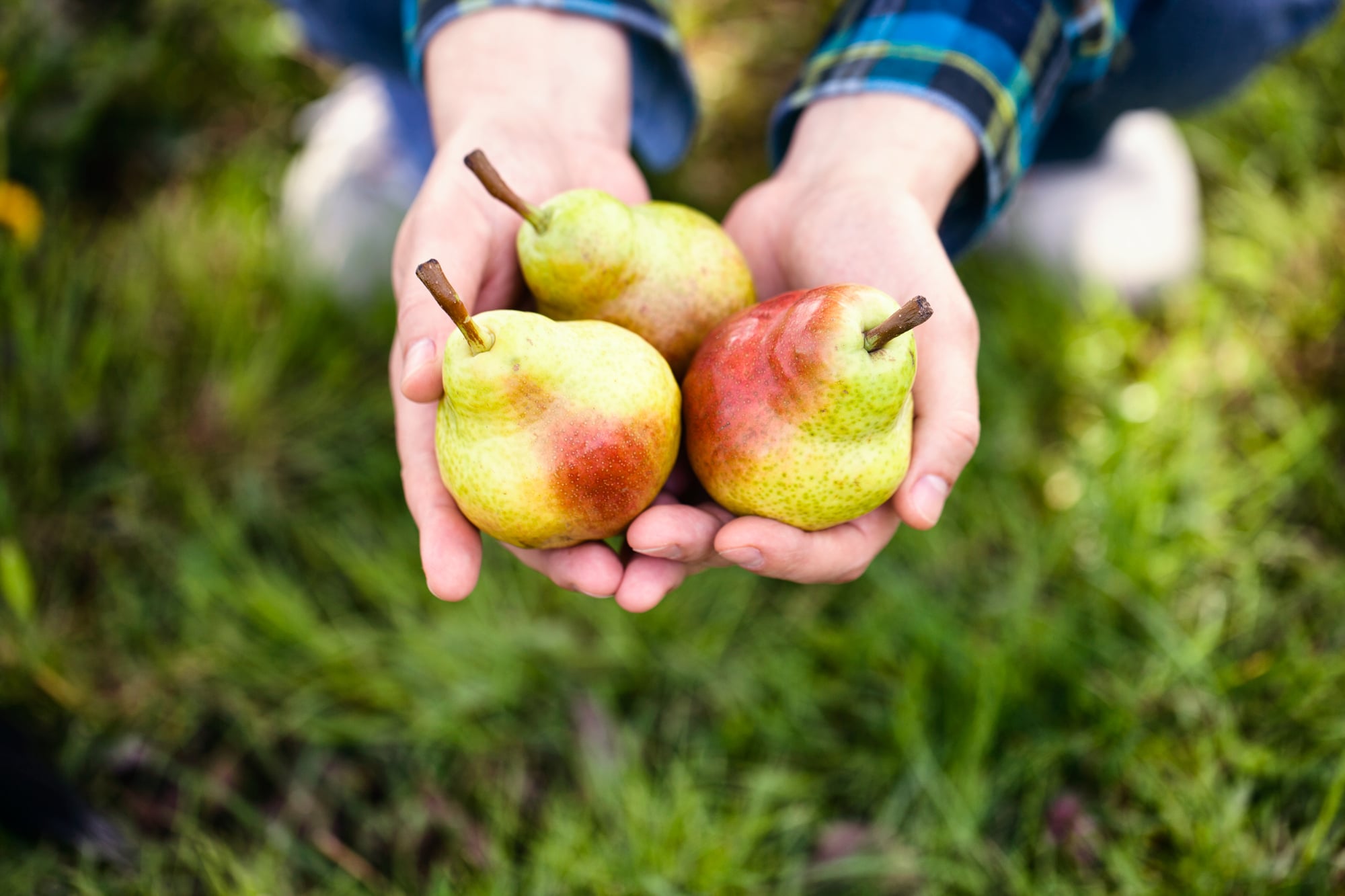 Pears - best Fruit for Wine Making