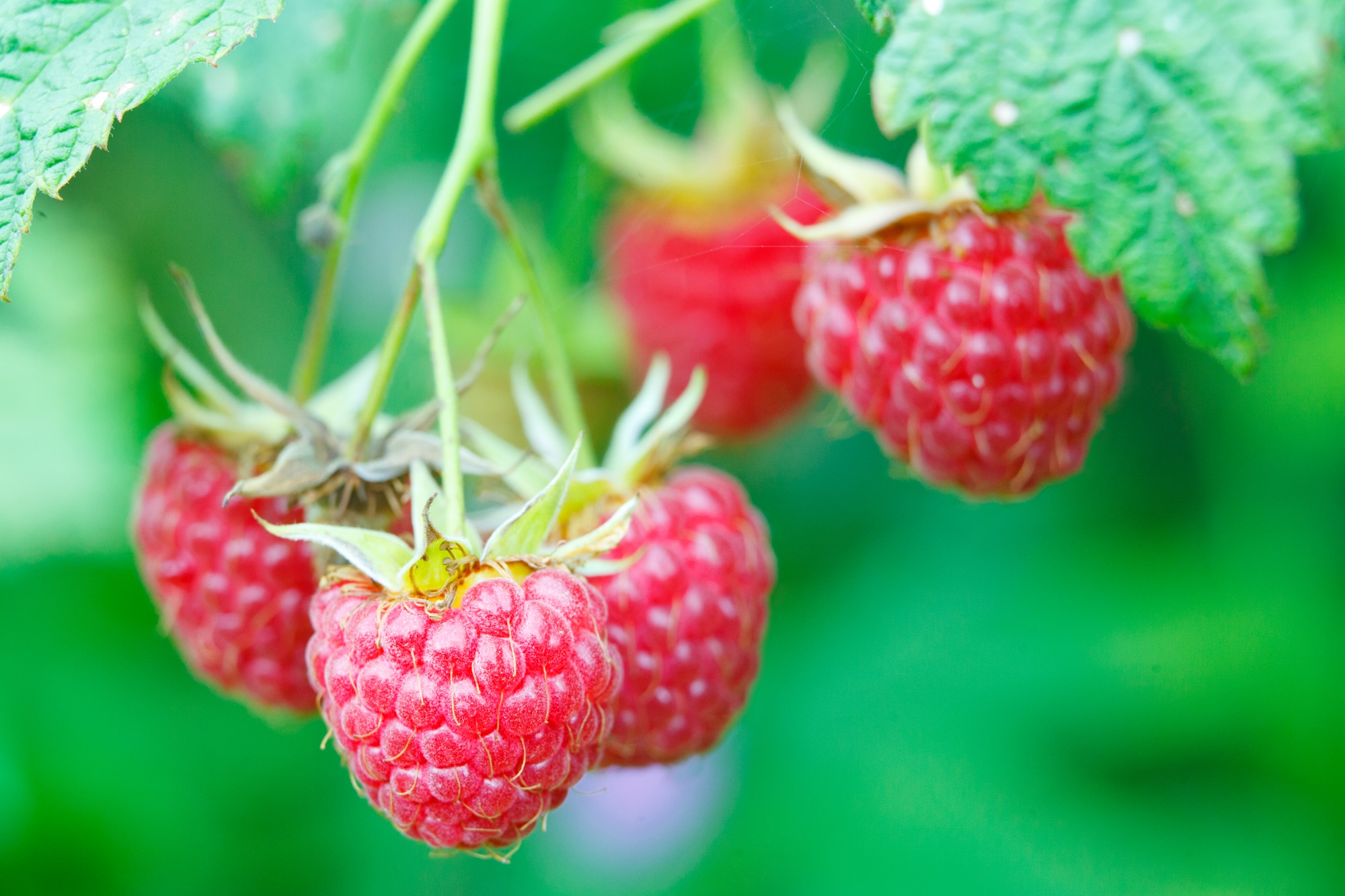 raspberries - Fruits that Contain Seeds