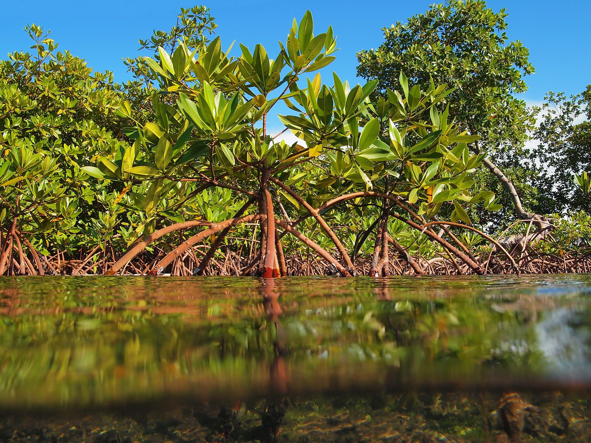 Red Mangrove