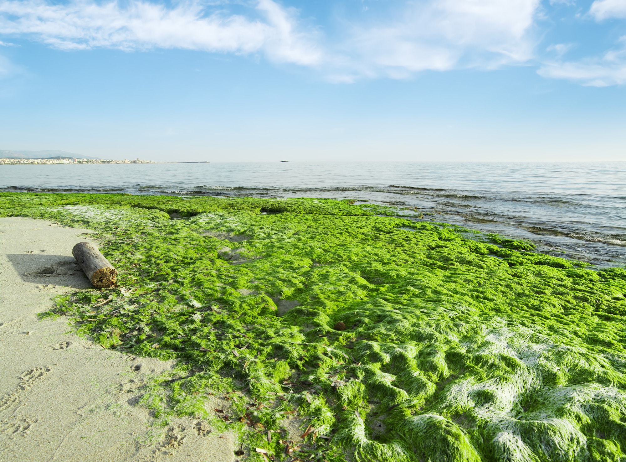 Seaweeds