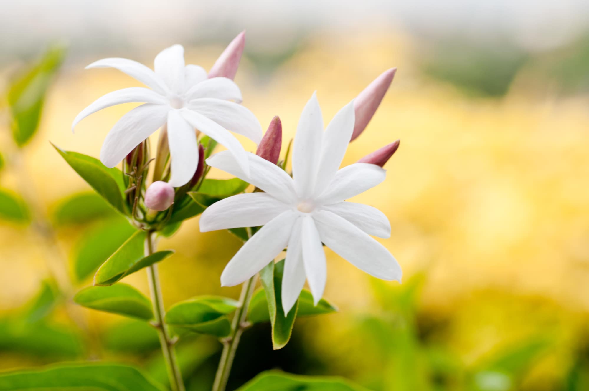 Star Jasmine