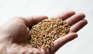 Substitutes for Farro