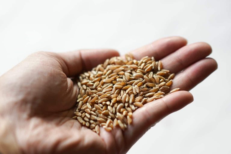 Substitutes for Farro