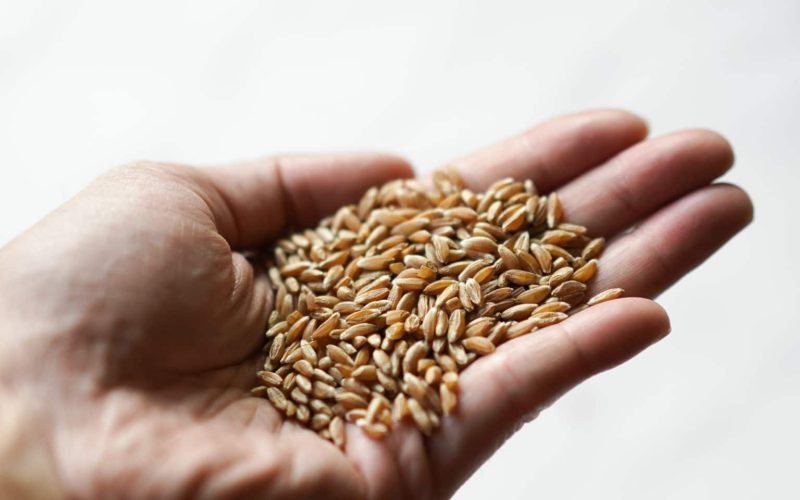 Substitutes for Farro
