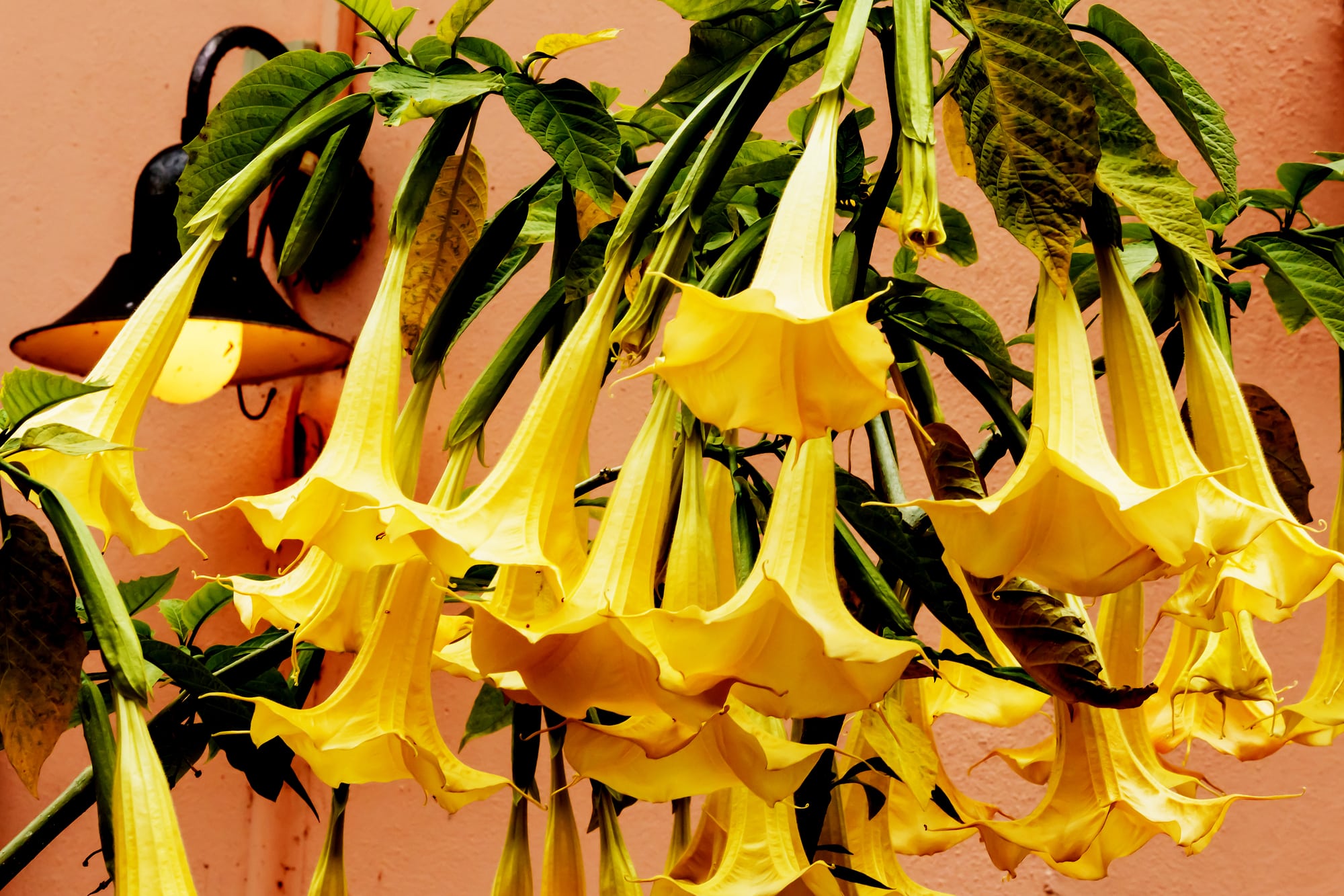 Trumpet Flowers