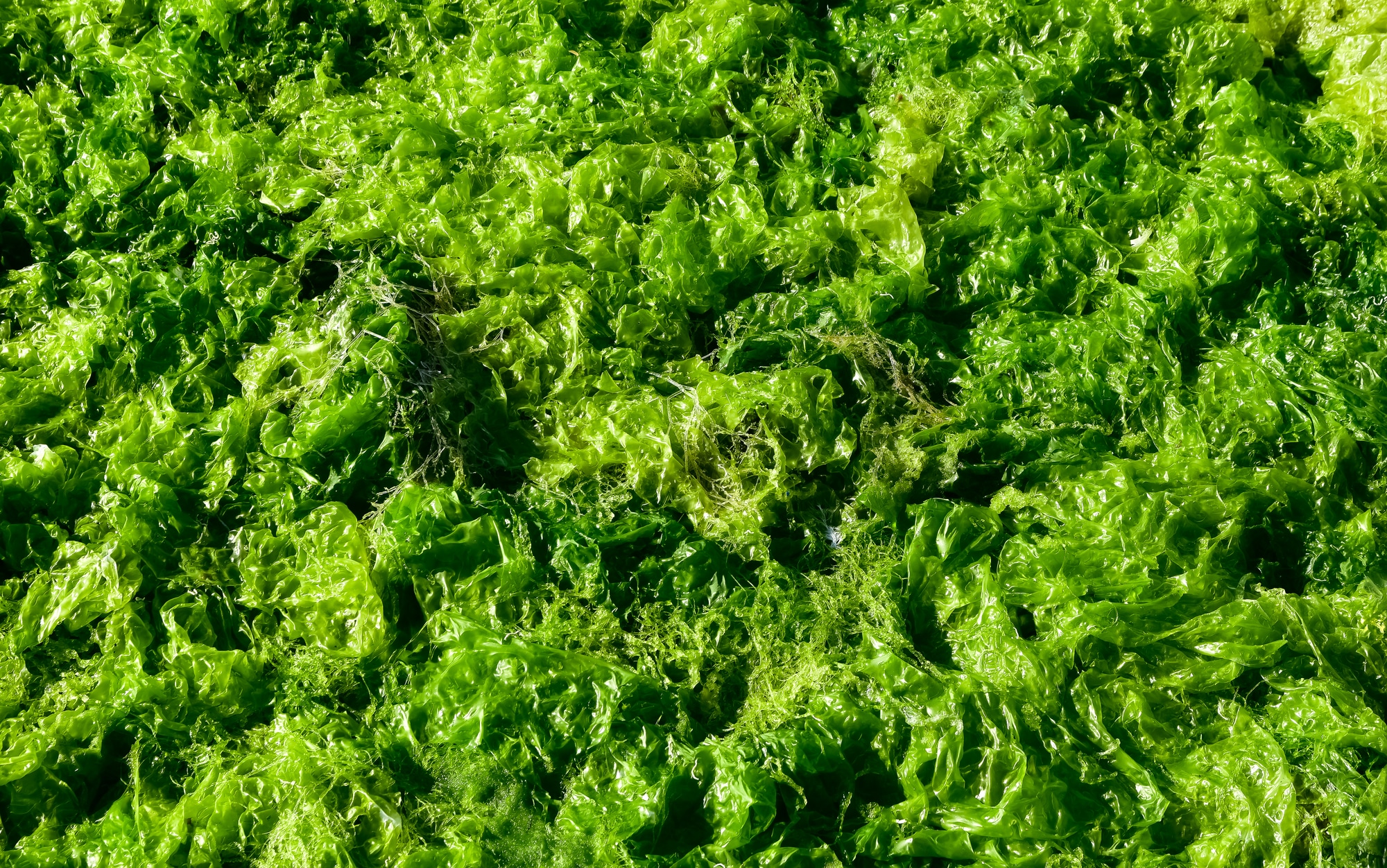 Ulva (Sea lettuce)