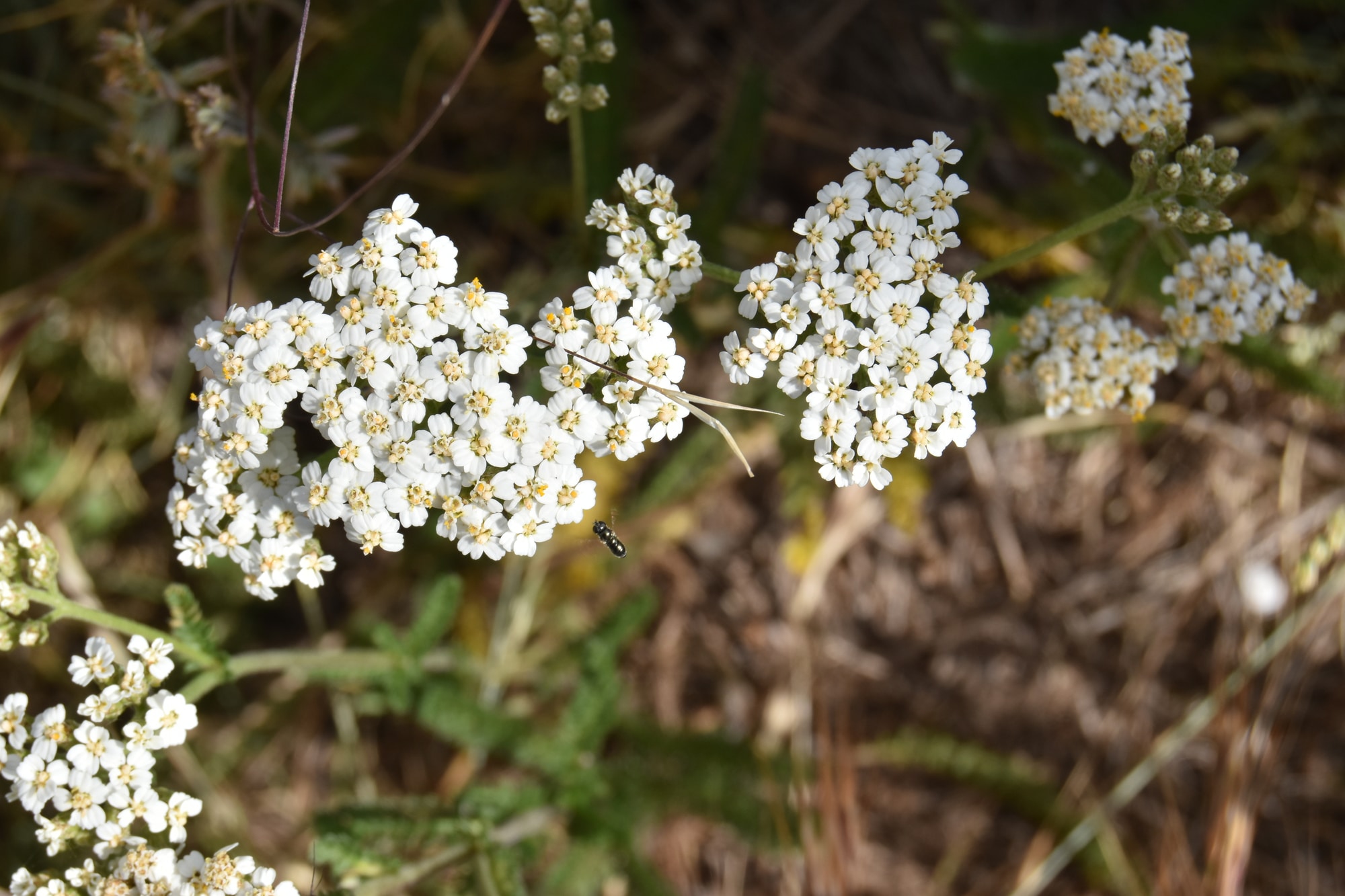 Yarrow