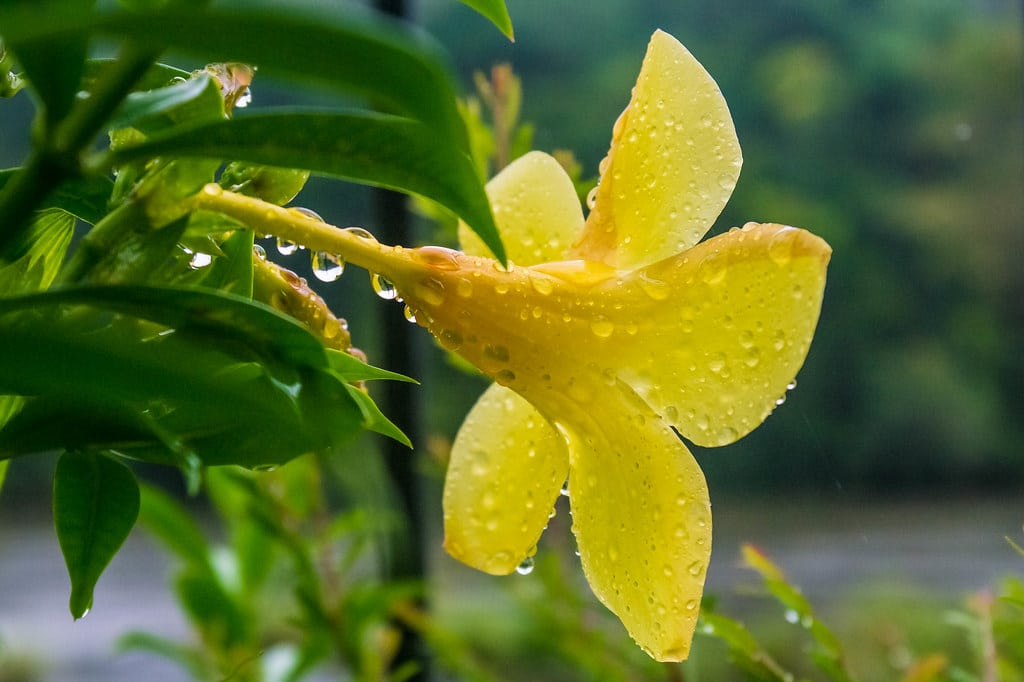 Allamanda