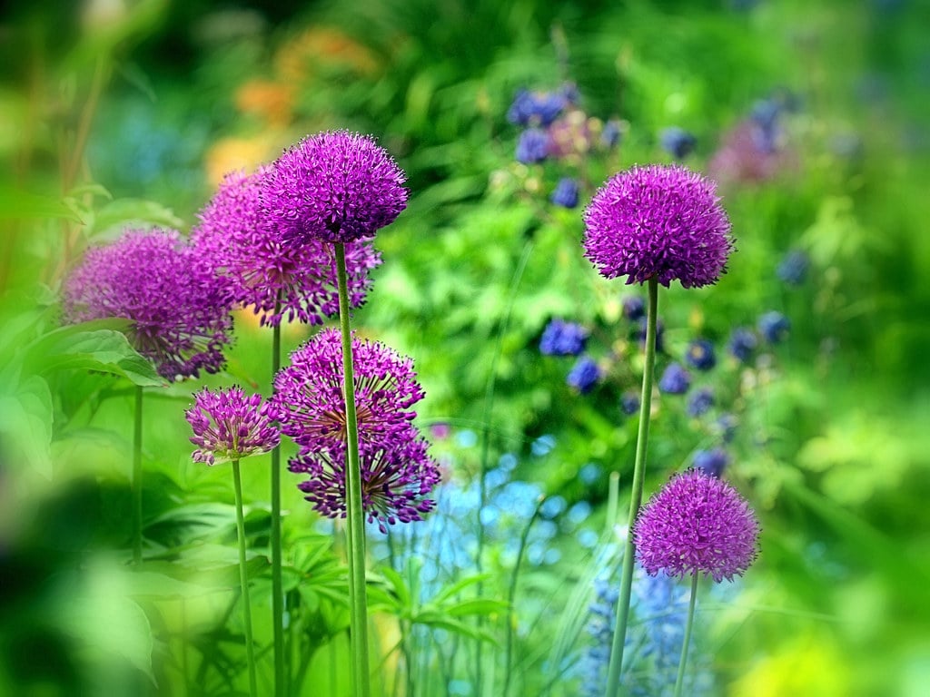 Allium