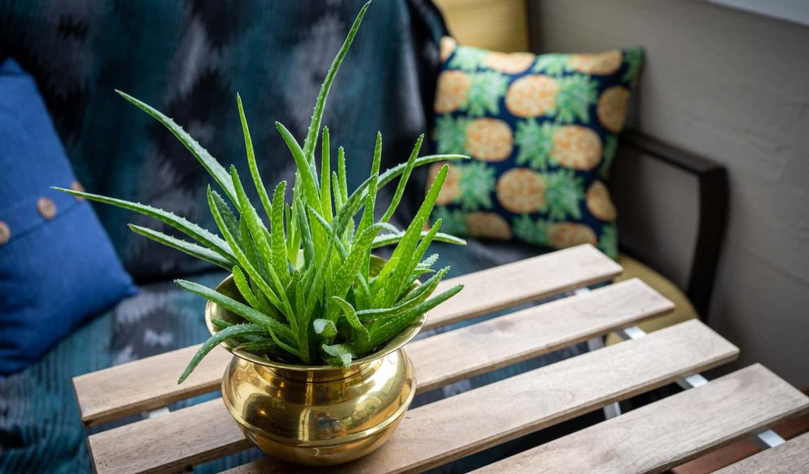 Aloe Vera Plant