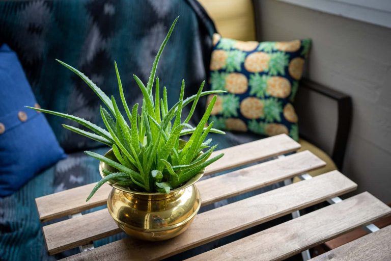Aloe Vera Plant