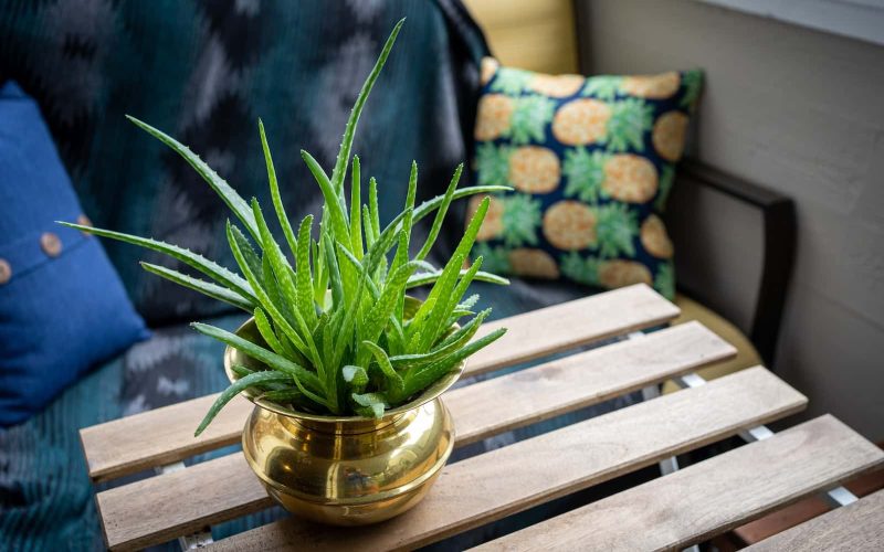 Aloe Vera Plant