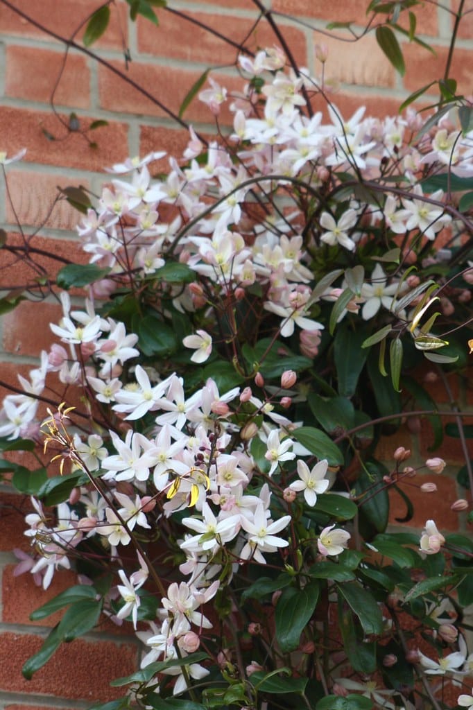 Apple Blossom Clematis