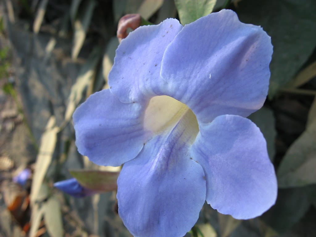 Bengal Clock Plant