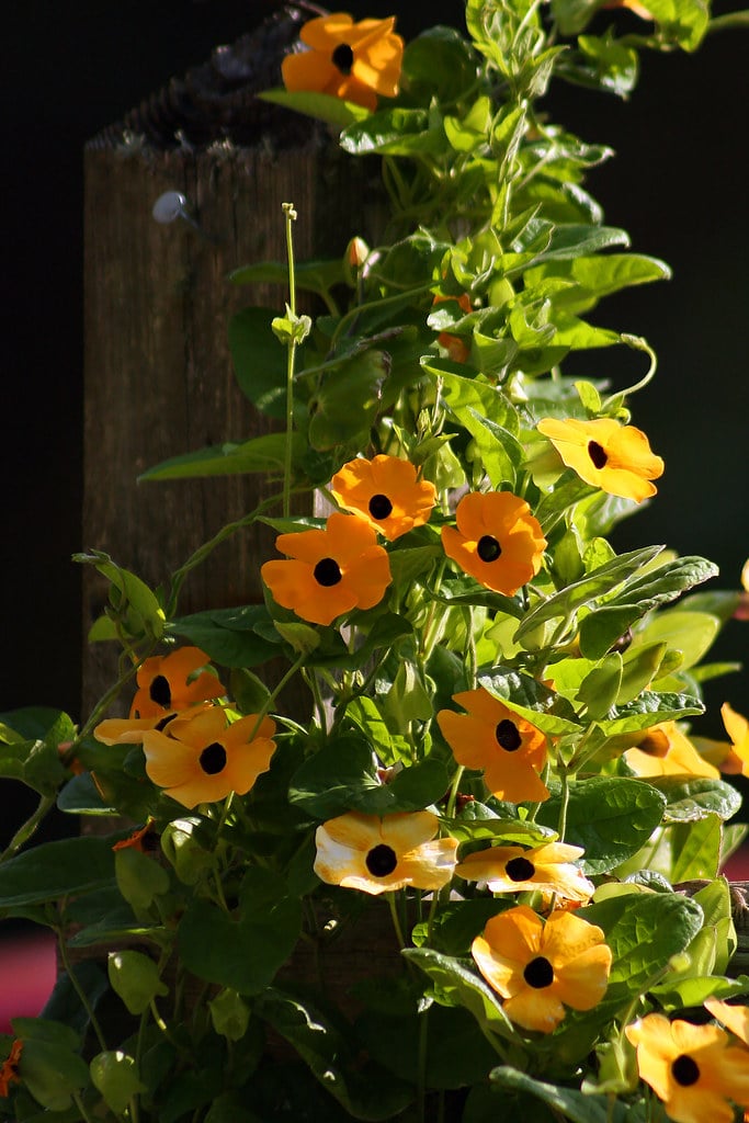 Black-Eyed Susan Vine