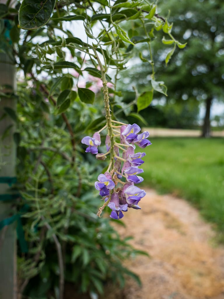 Blue Moon Kentucky Wisteria