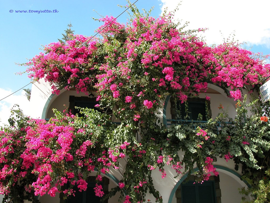 Bougainvillea