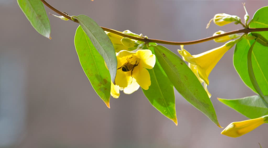 Carolina Jessamine