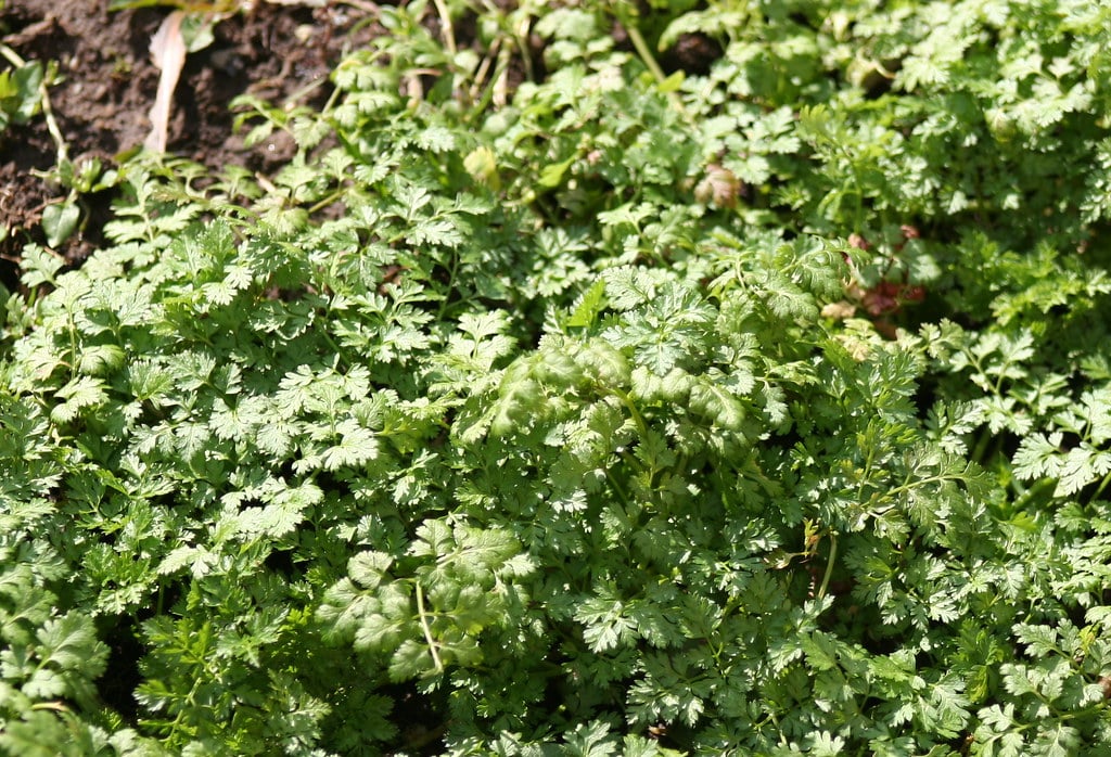 Chervil