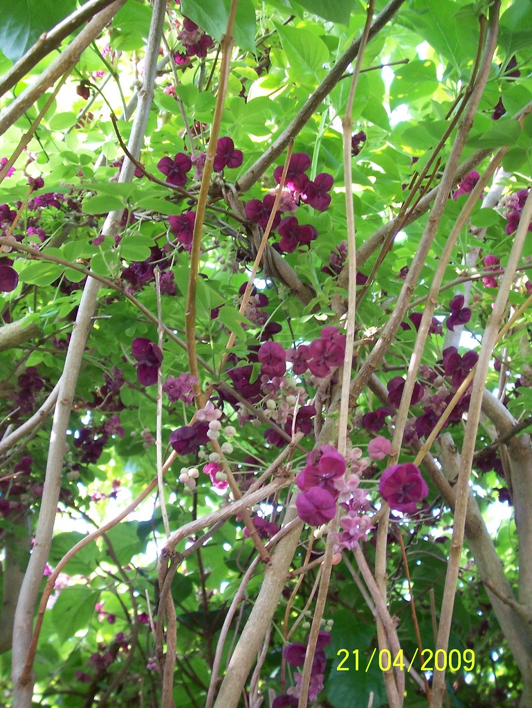 Chocolate Vine