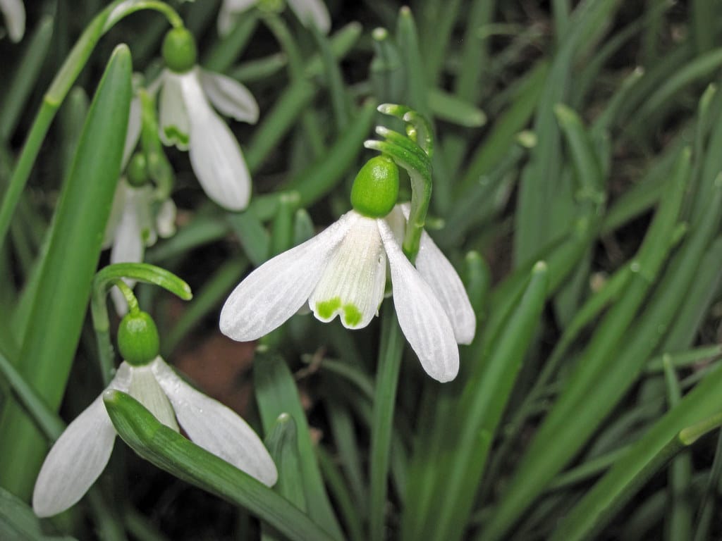 Common Snowdrop