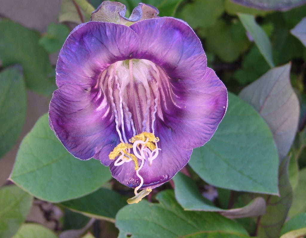 Cup and Saucer Vine