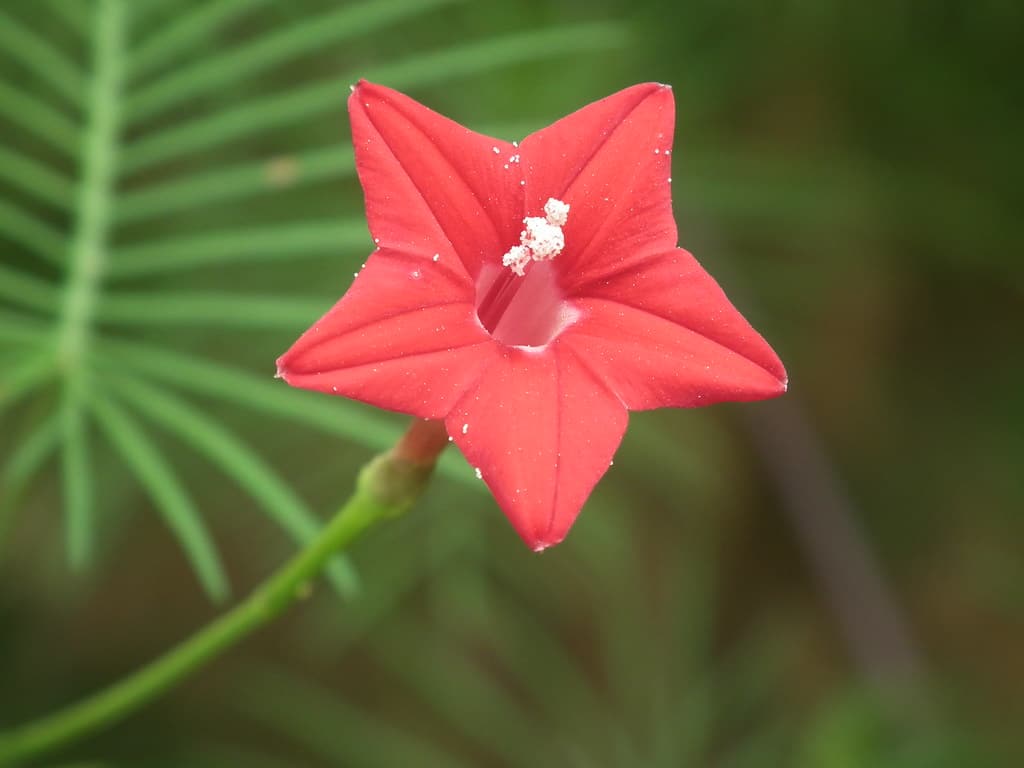 Cypress Vine