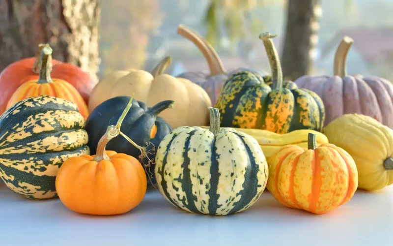 difference between pumpkin and squash