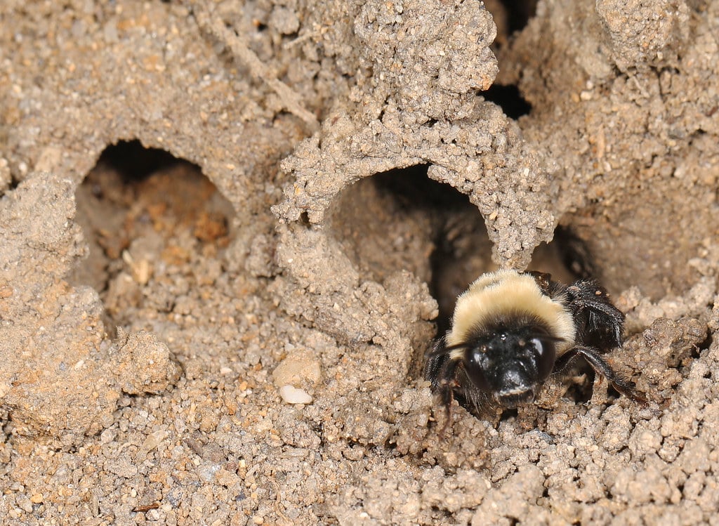 Digger Bees