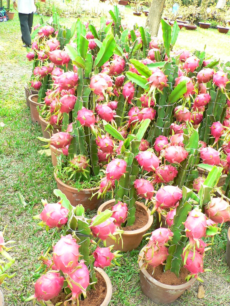 Dragon Fruit