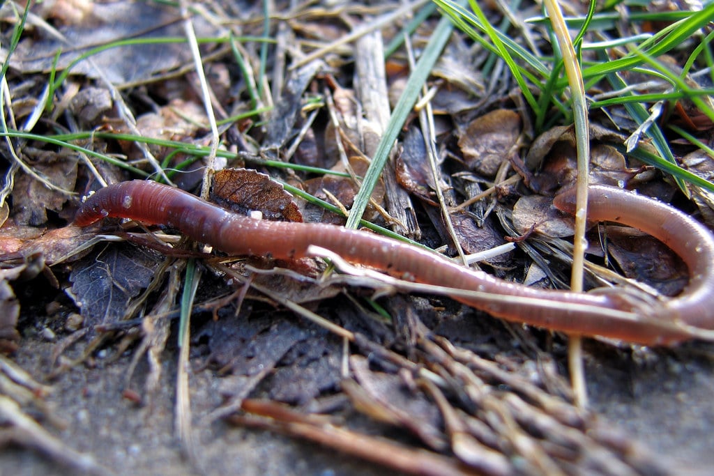 Earthworms