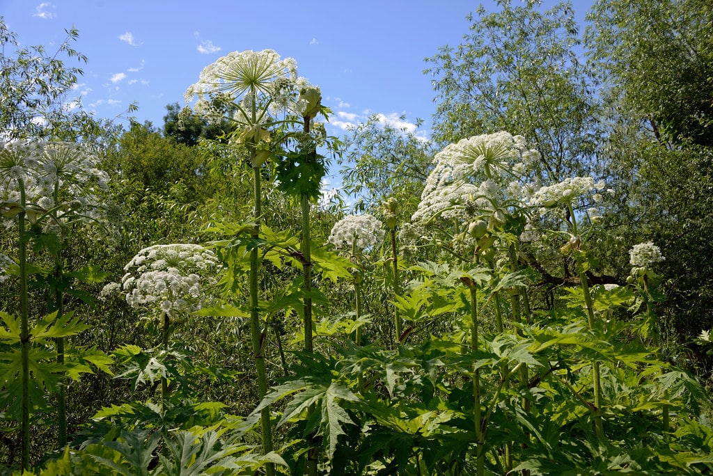 Giant Hogweed