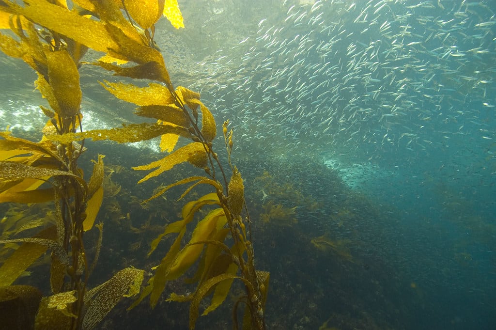 Giant Kelp