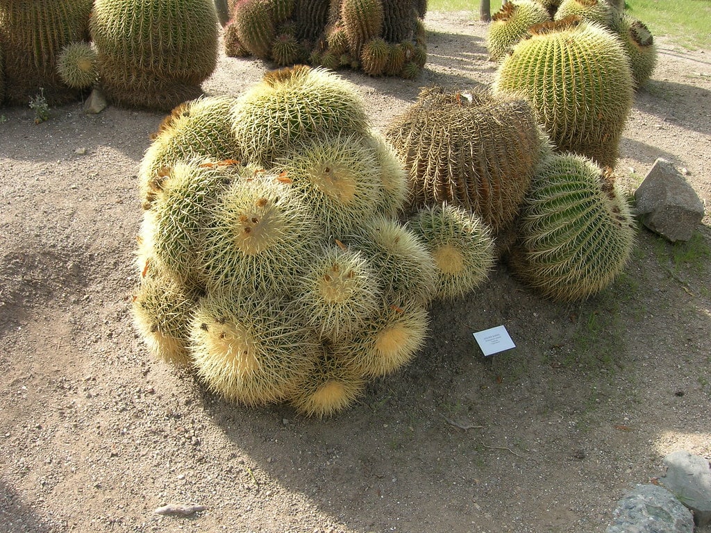 Golden Barrel Cactus