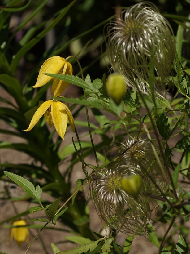 Golden Bell Clematis