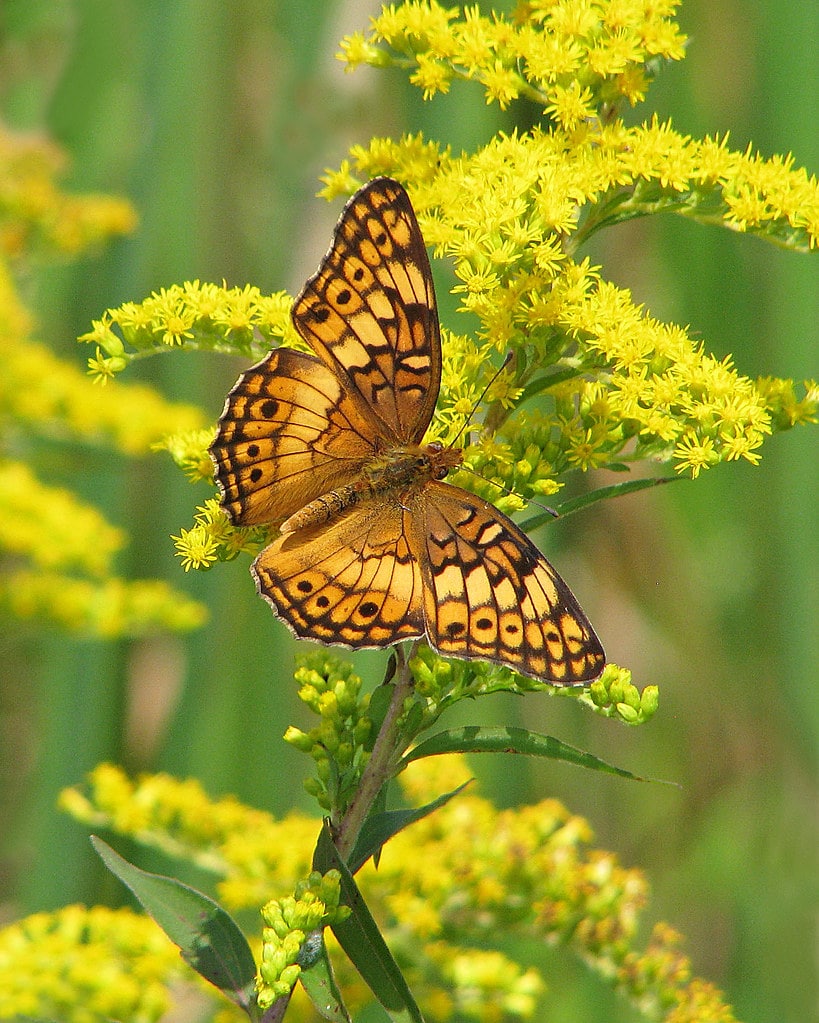 Goldenrod