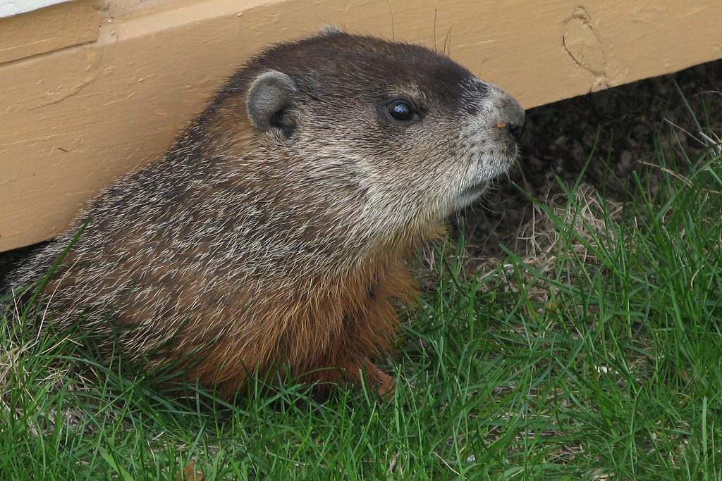 Groundhogs