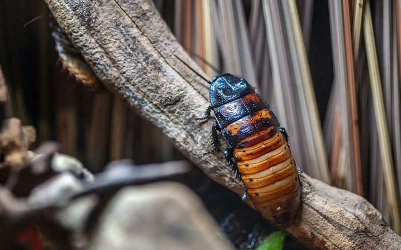 How to Get Rid of Cockroaches From Your Home
