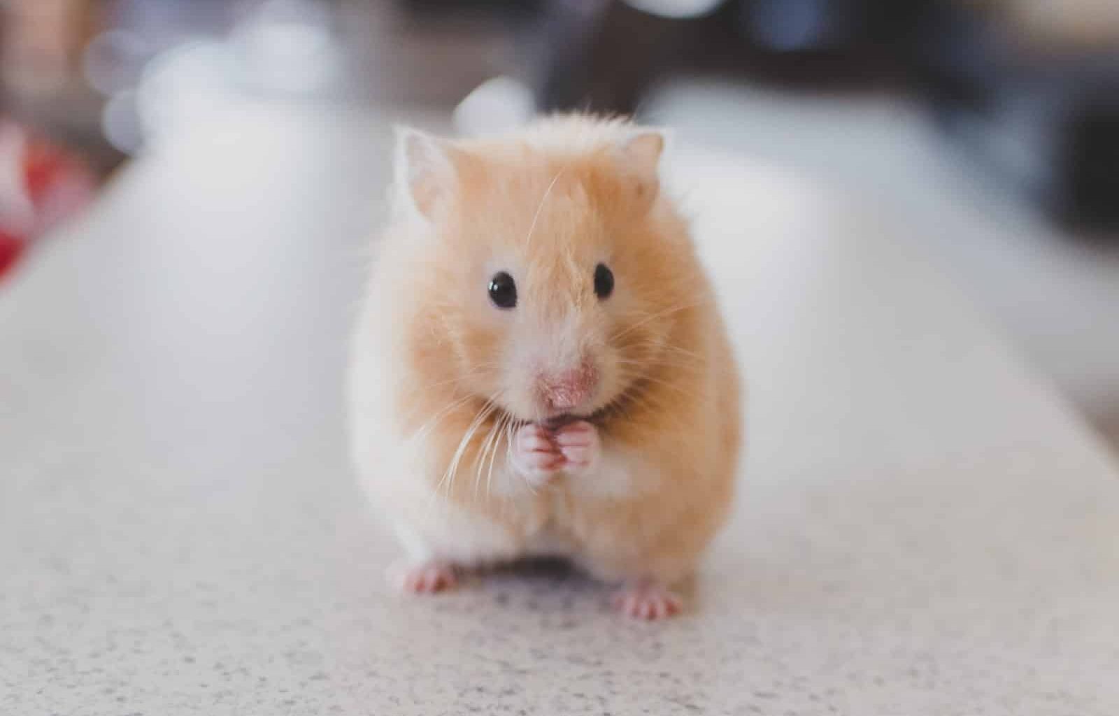 How to Get Rid of Rodents