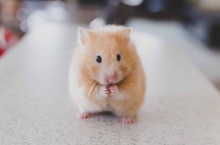 How to Get Rid of Rodents