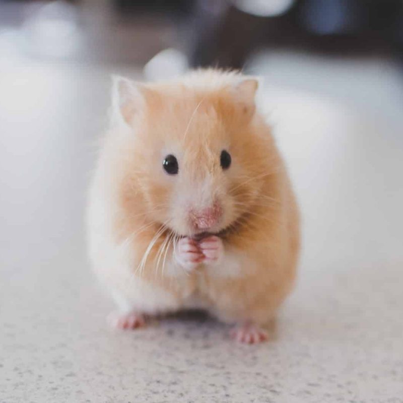 How to Get Rid of Rodents